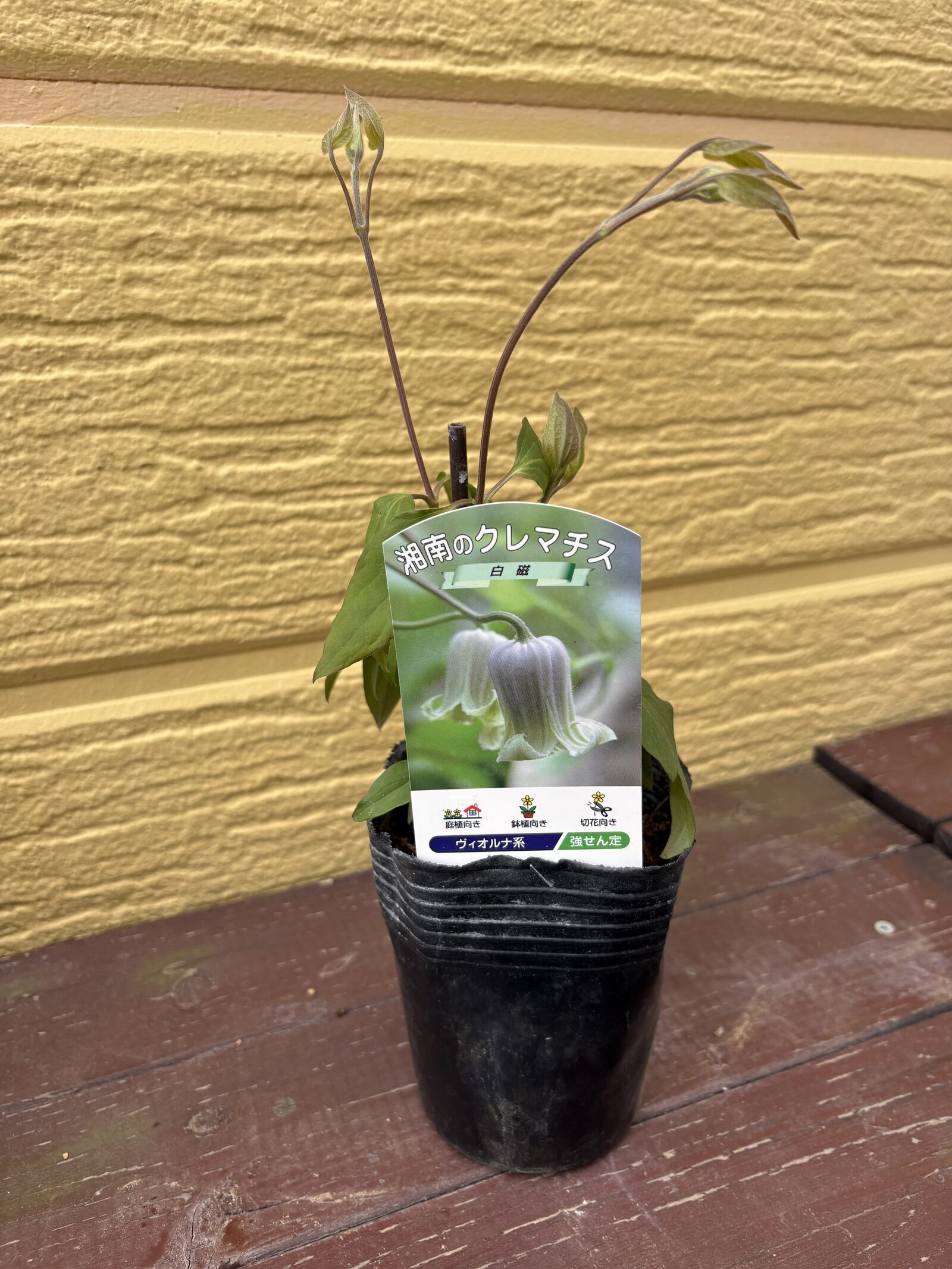 クレマチス白磁 購入時 2026年3月