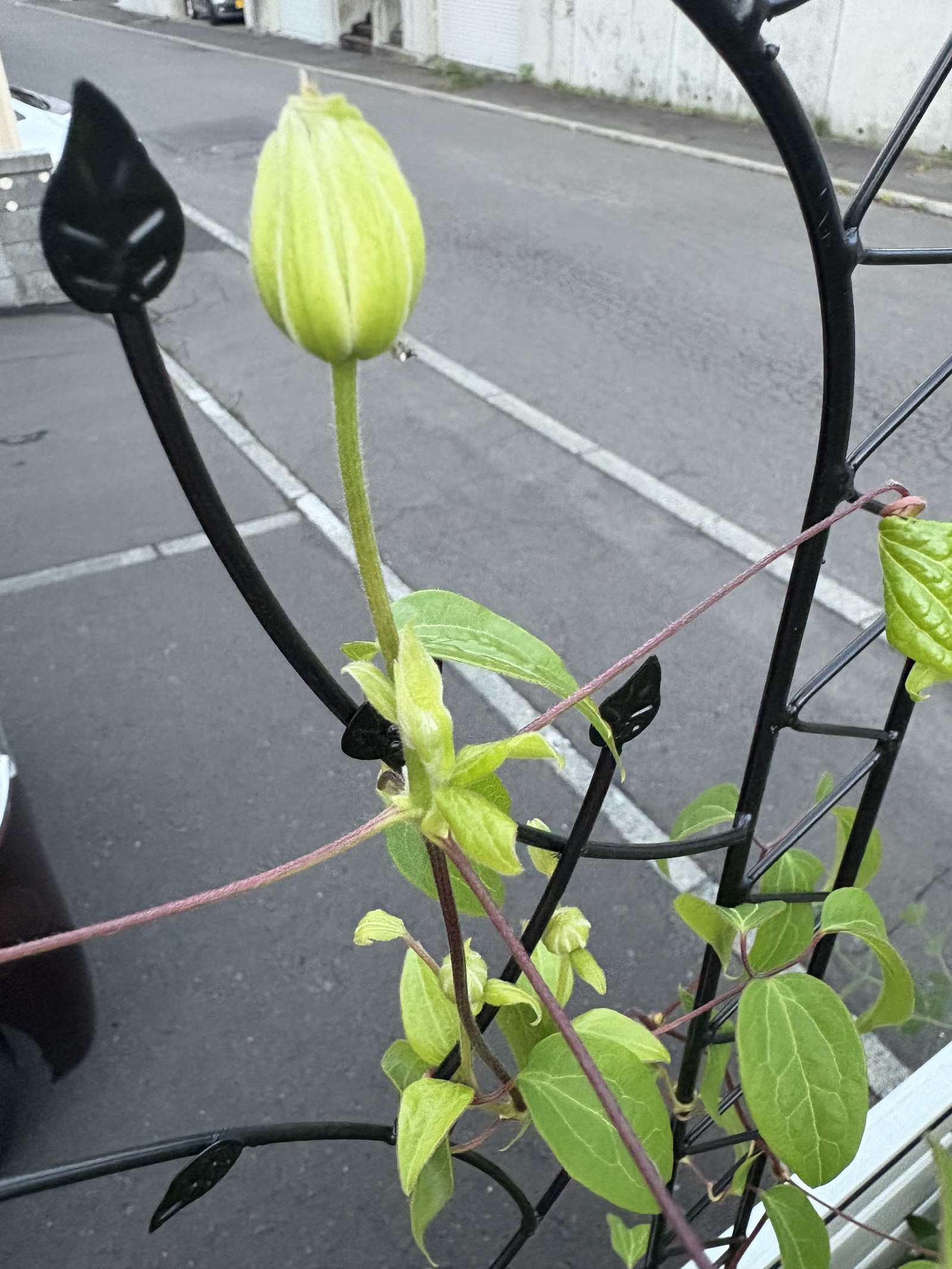 クレマチスのつぼみ 春