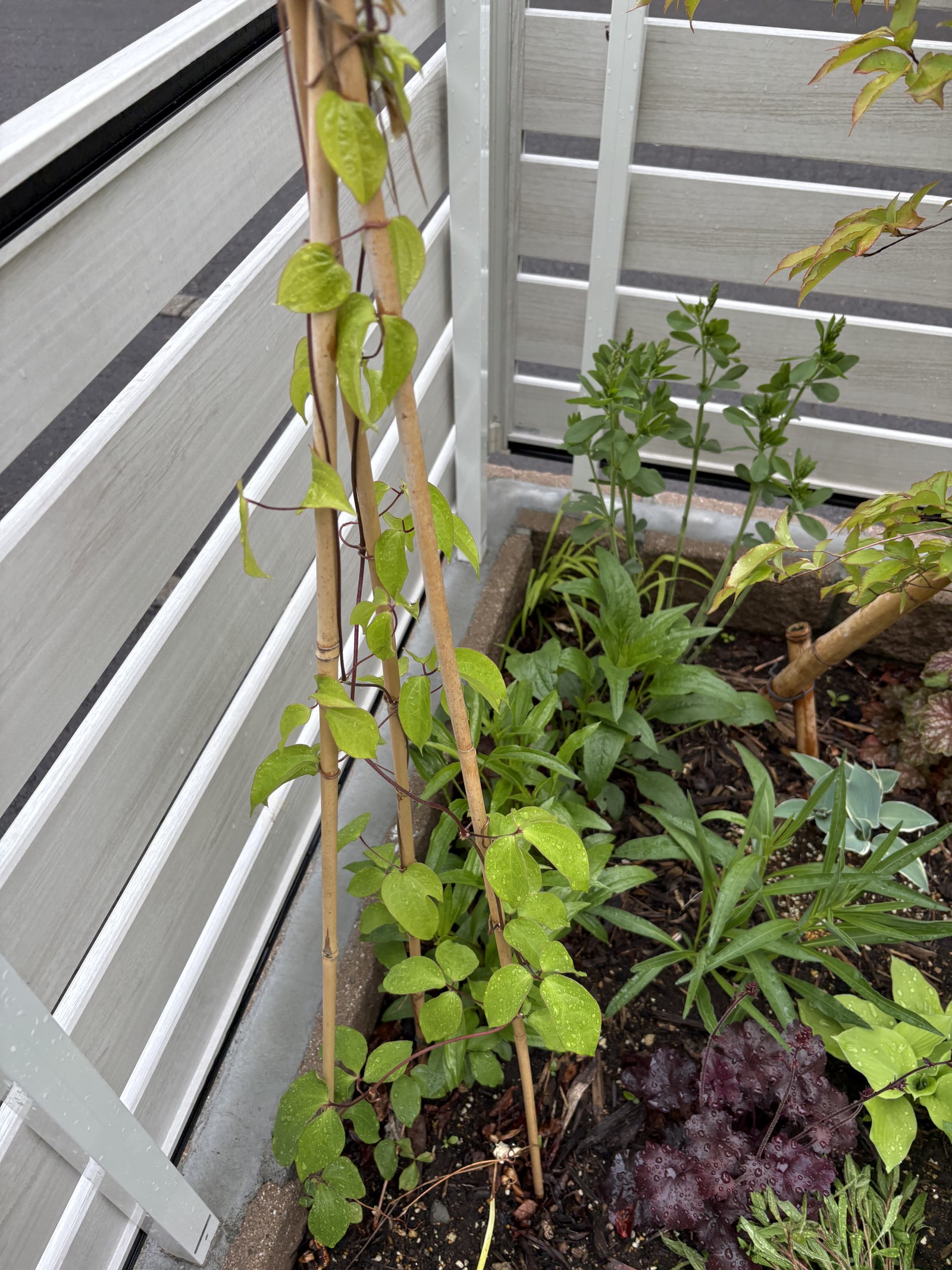 クレマチス春の新芽とつる