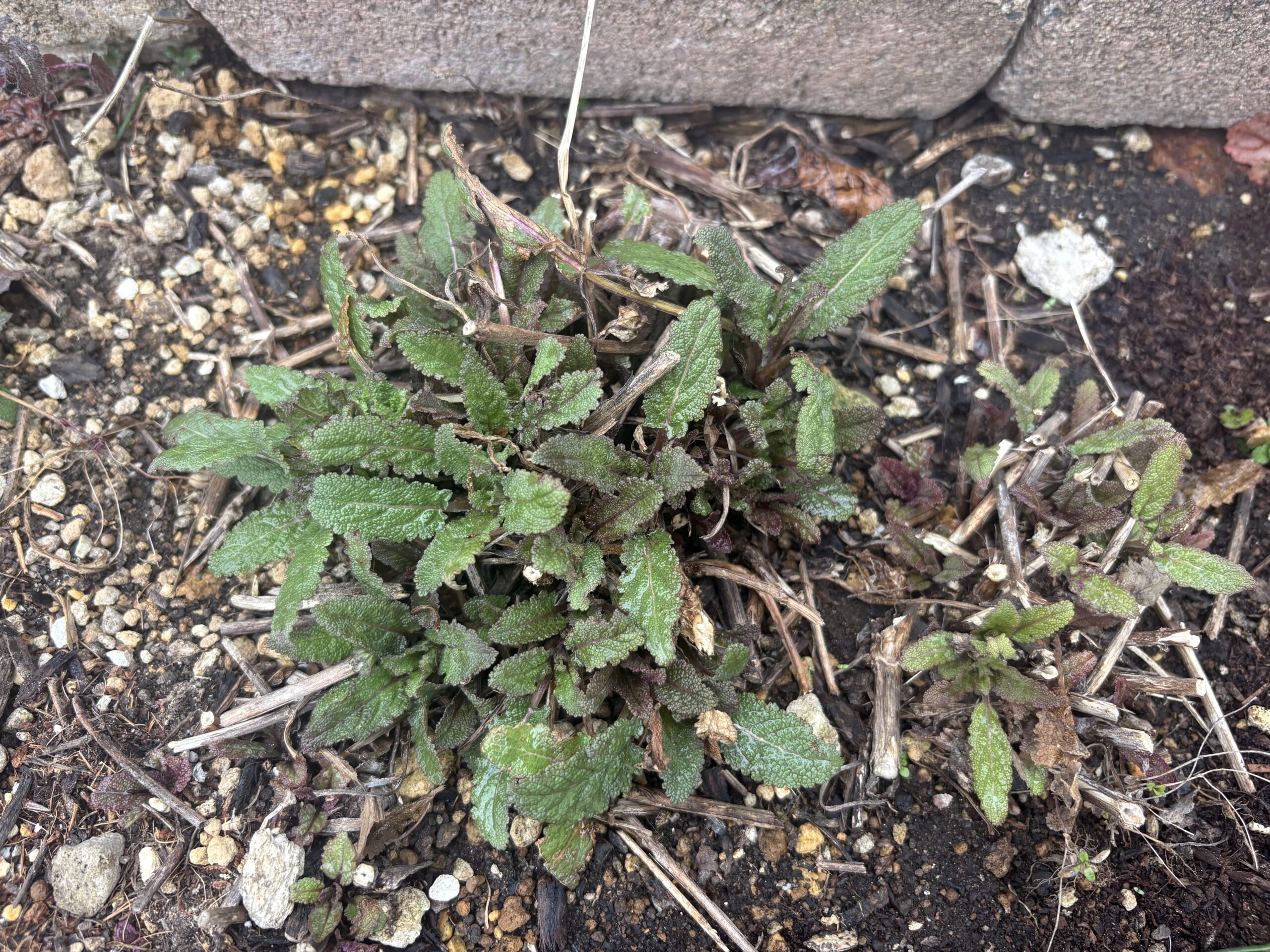 株元から緑の新芽が展開する宿根サルビア