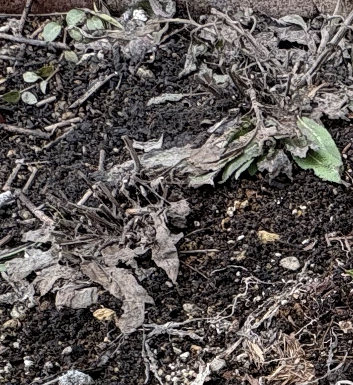 雪解け直後、茶色く枯れて見える宿根サルビア