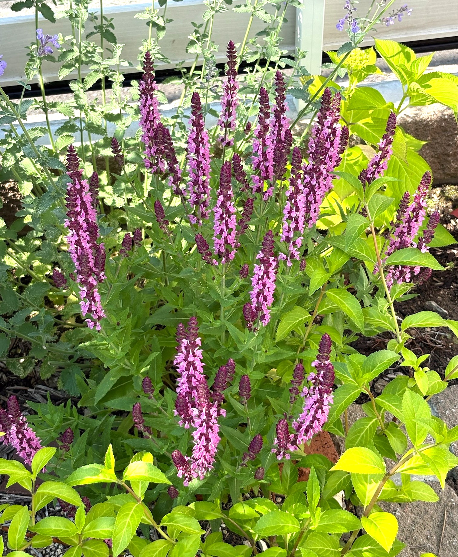 サルビア ボルドーの濃い赤紫の花穂