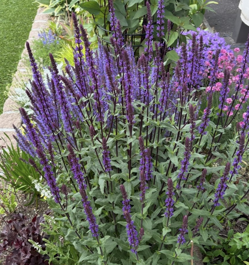 サルビア・ネモローサの紫の花穂