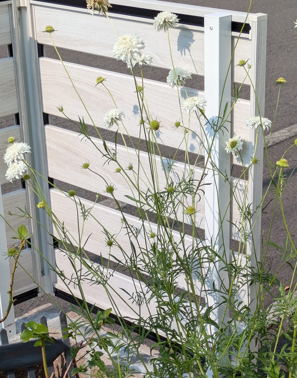 スカビオサ スノーメイデンのピンクッション形の白花