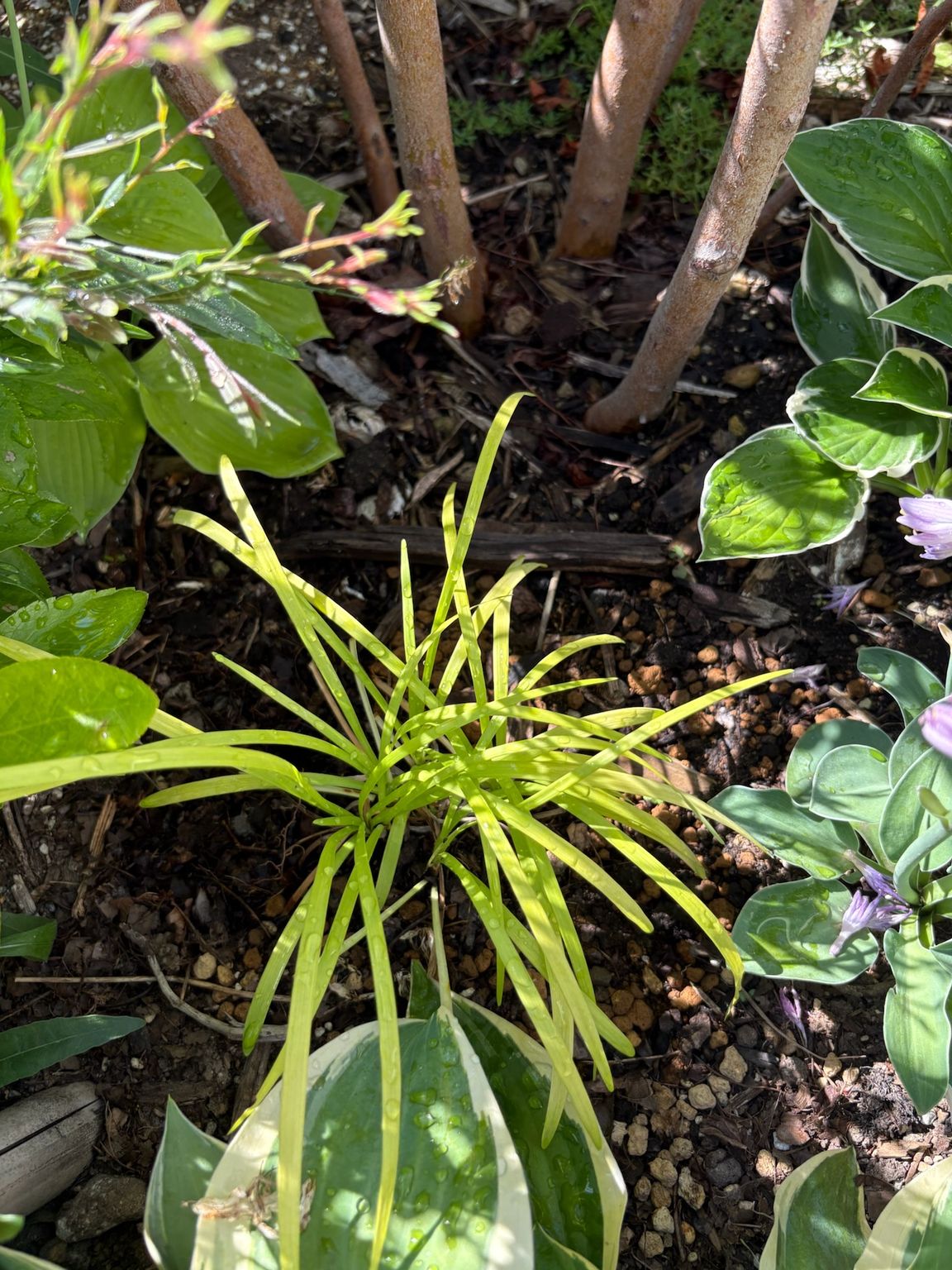 ヤブラン ピーディーインゴットをヒメシャラの株元に