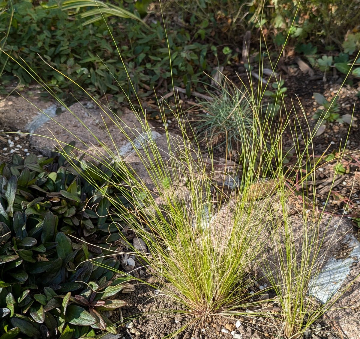 まだ元気だった頃のスティパ エンジェルヘアー