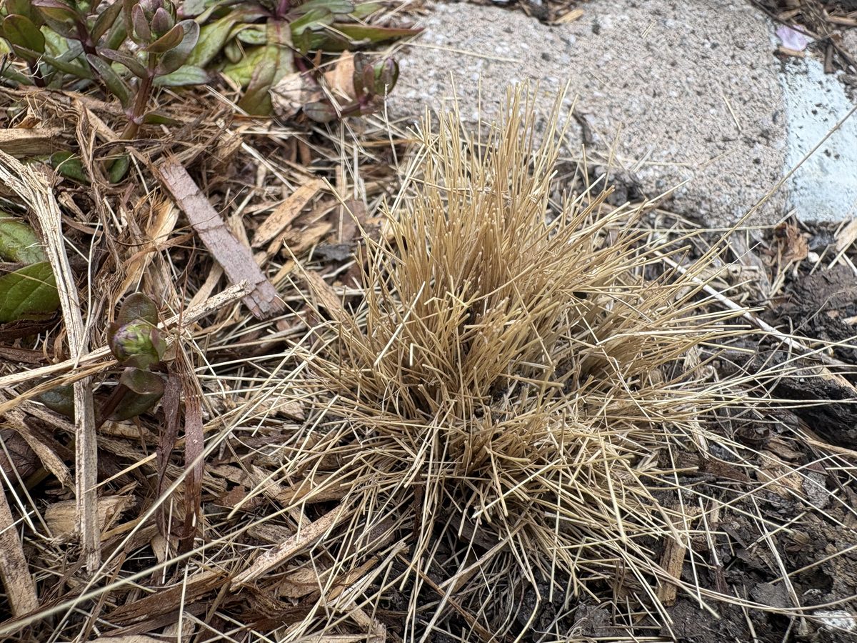 越冬できなかったスティパ エンジェルヘアー