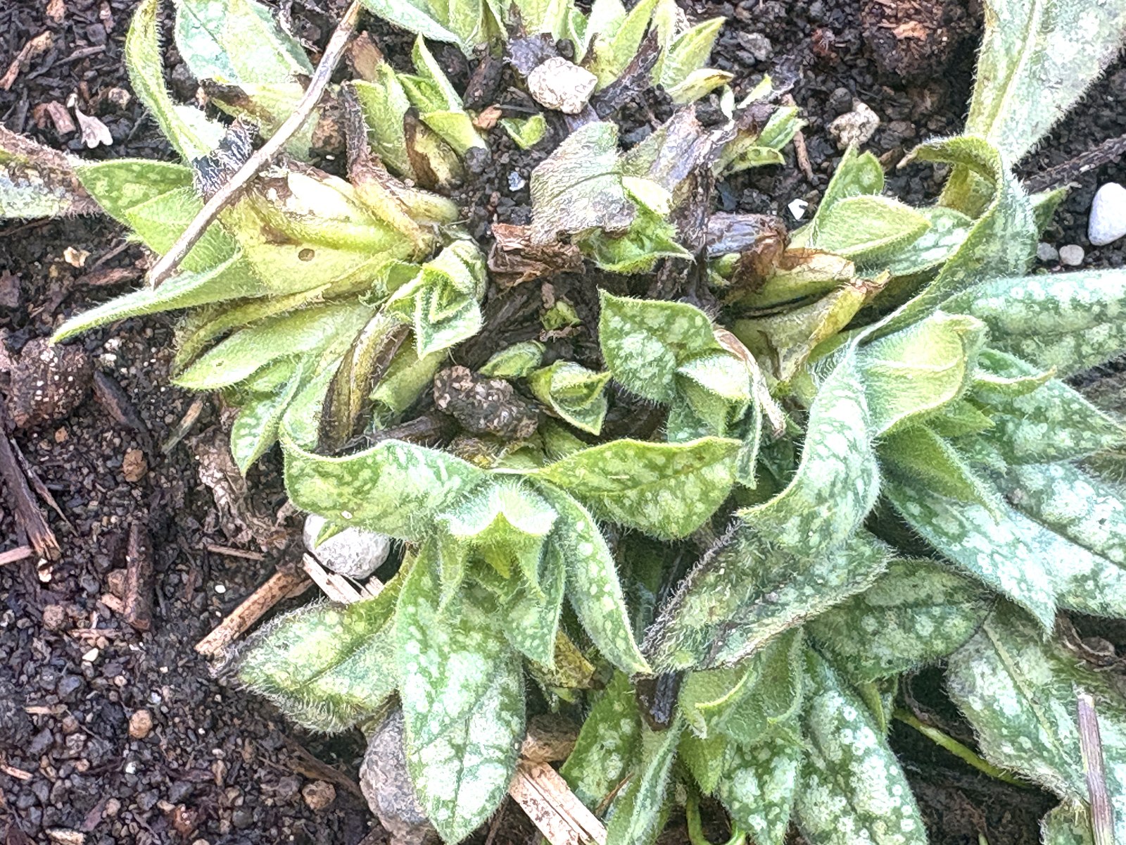 プルモナリア・オパールの芽吹き