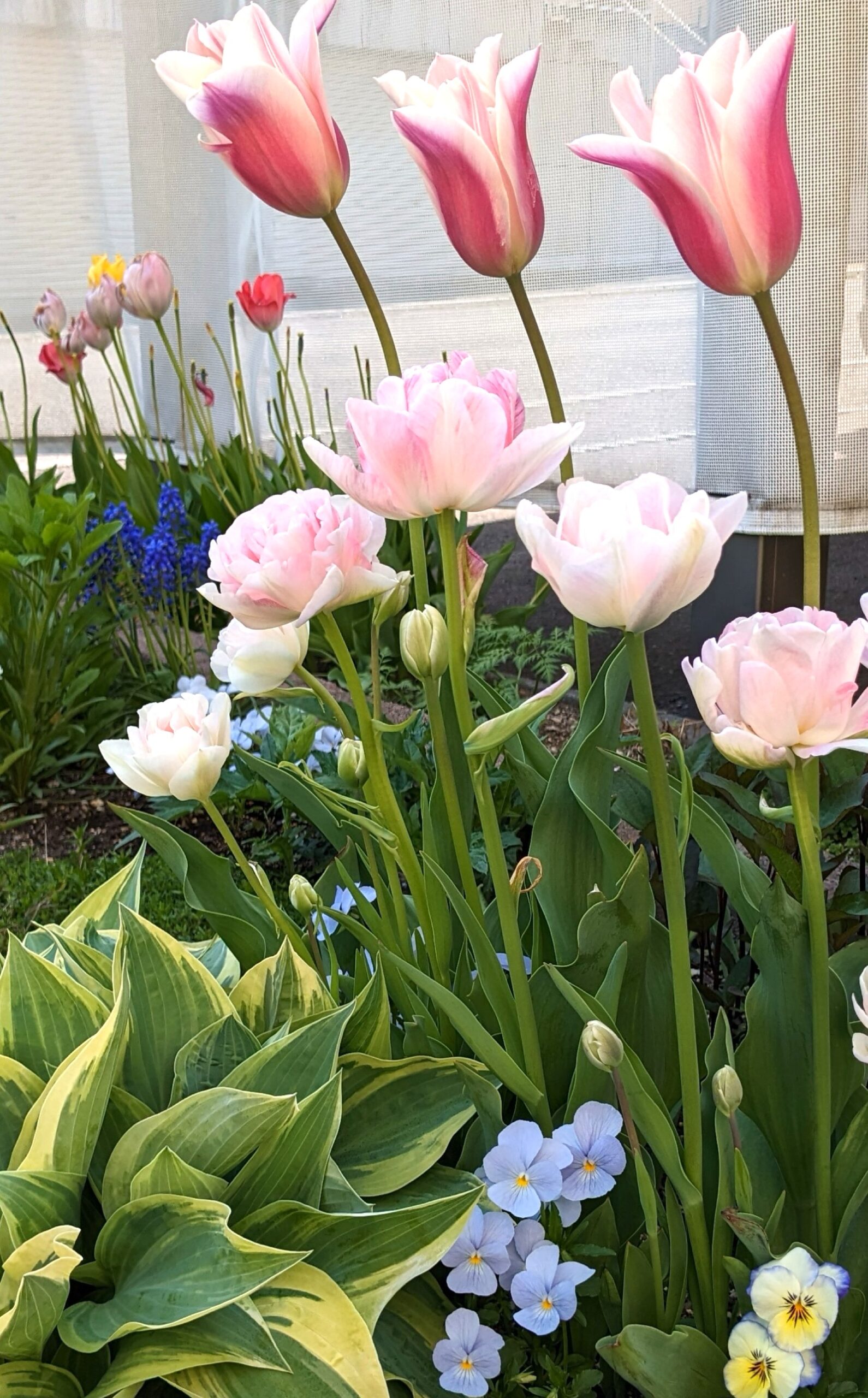 北海道の春に咲くチューリップの実写写真