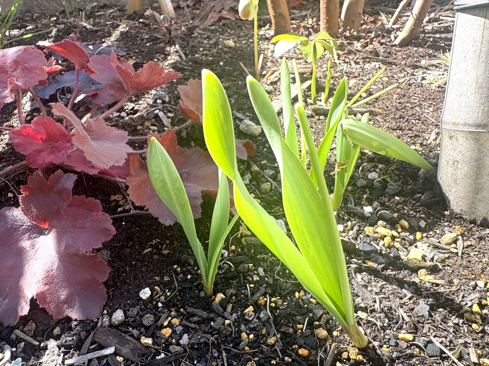 スノードロップ花後の葉