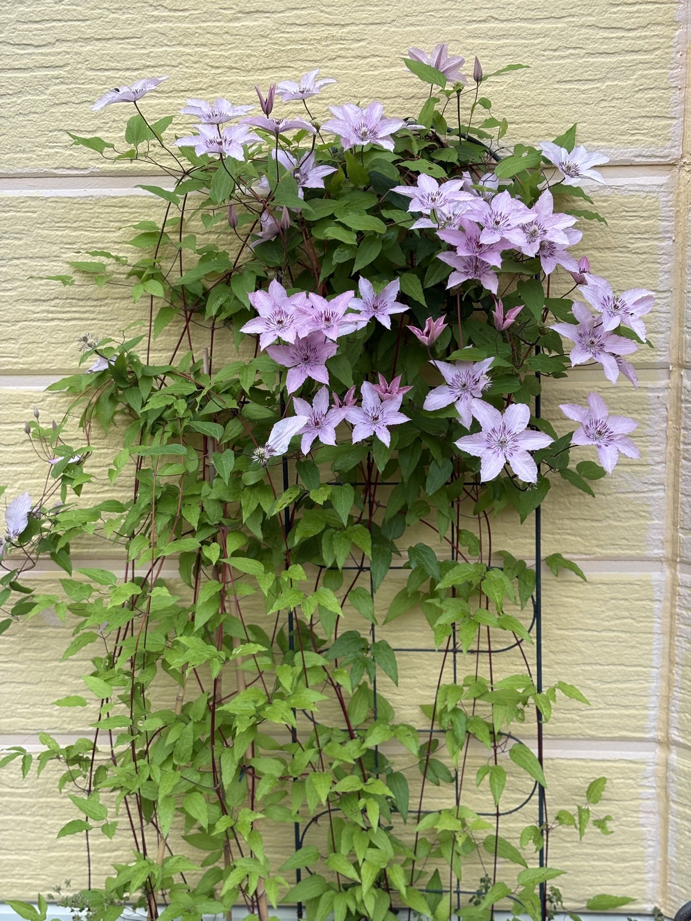 品種不明のクレマチス満開 2025年7月 北海道