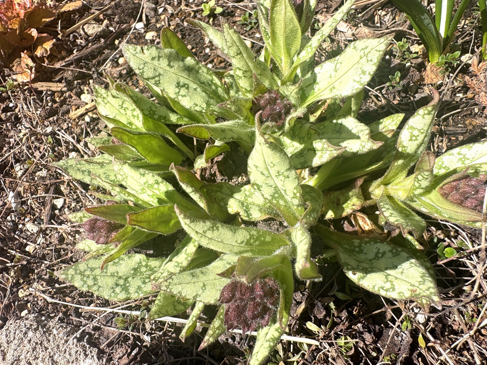 プルモナリア・シルバーブーケの芽吹き