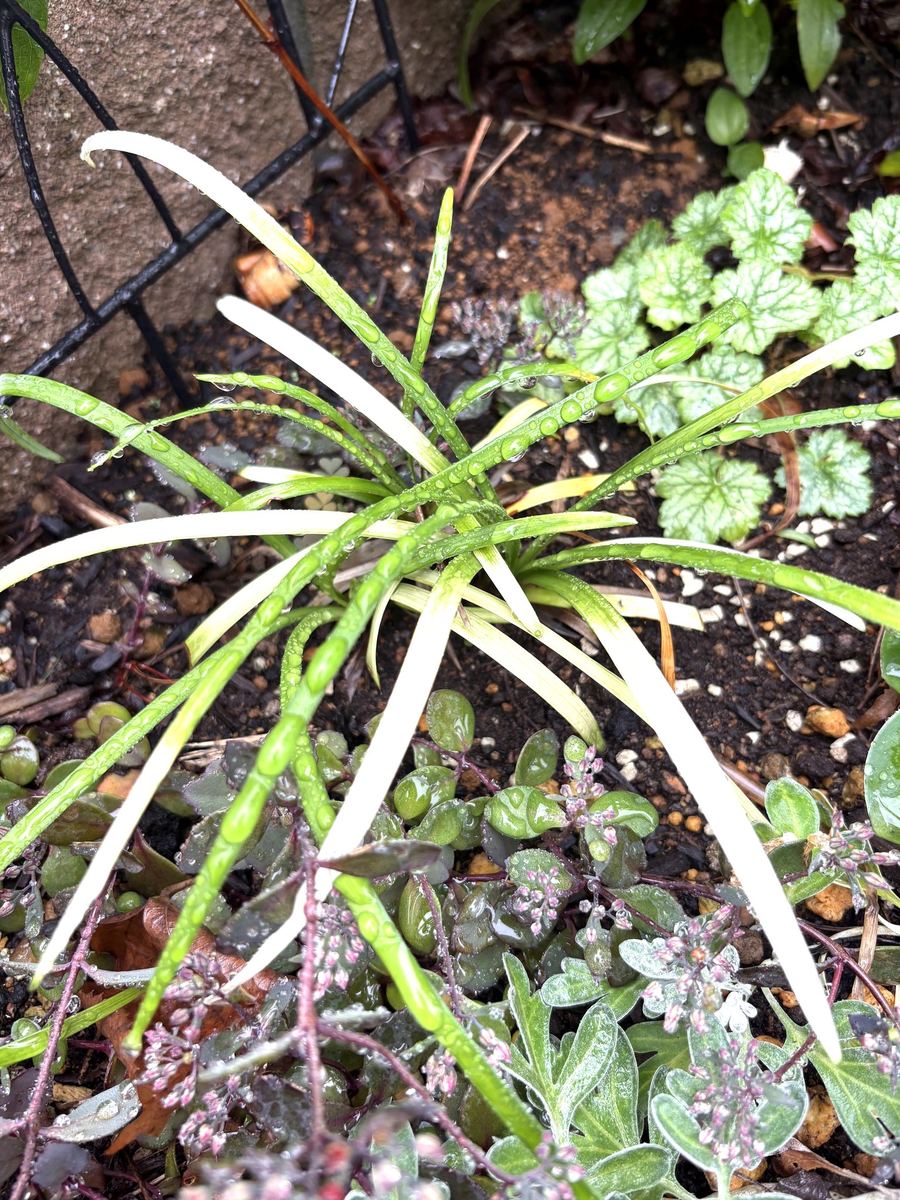 ヤブラン ピュアブロンドの黄金色の細葉