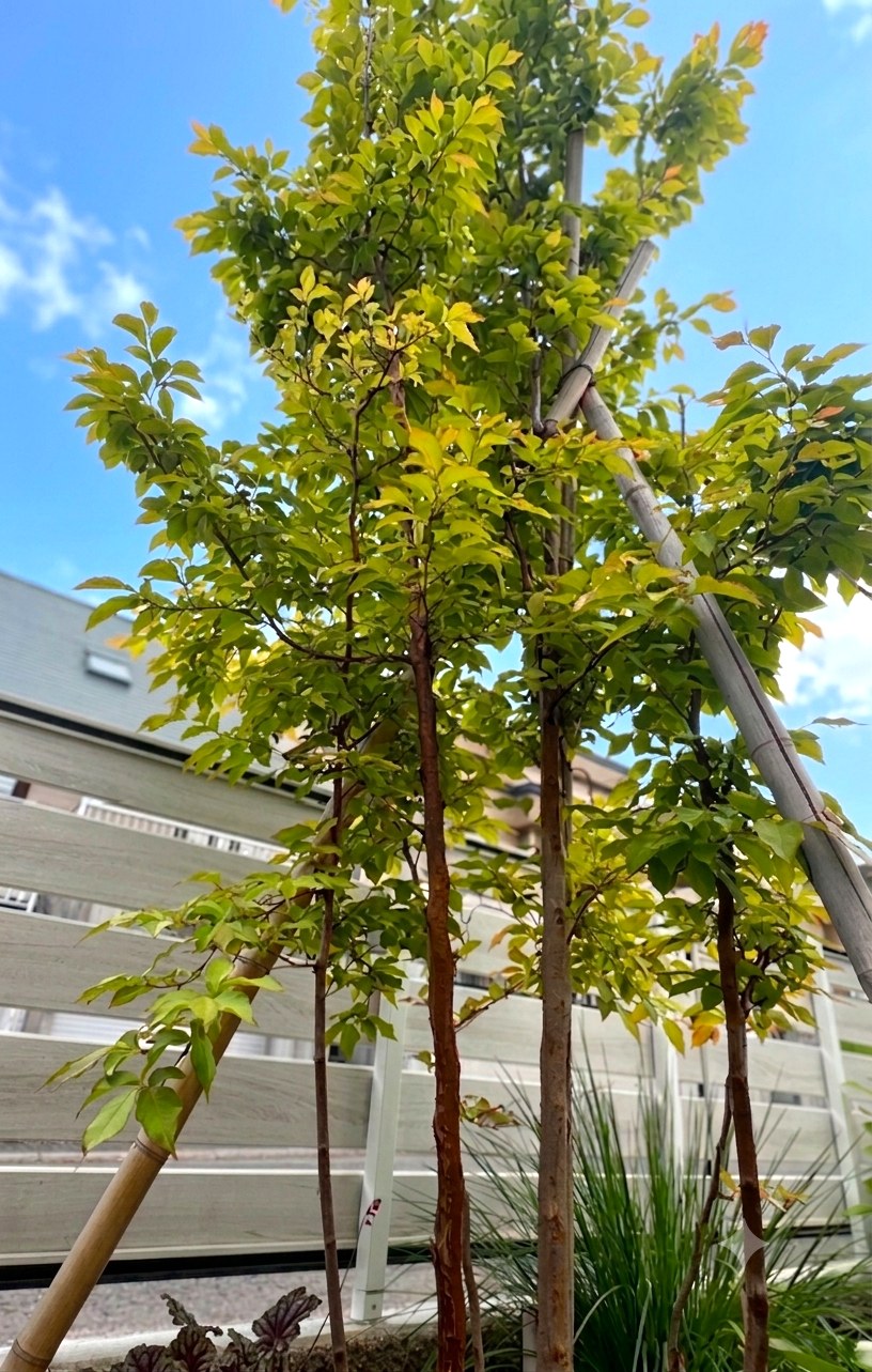 北海道の住宅街に植えたヒメシャラの全景