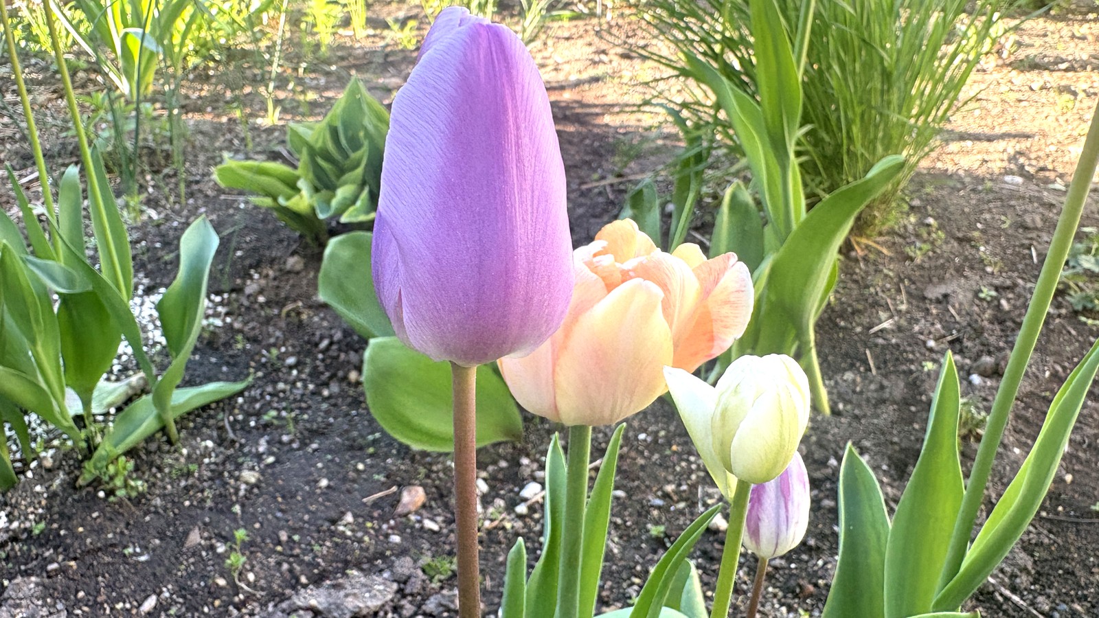 北海道の花壇で間隔を空けて咲いたチューリップ3本